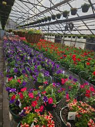 Support Trinity House - Spring Plant Sale